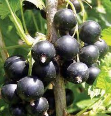 Professional Fragrance Concentrated Black Currant Fragrances Flavor Cosmetic Grade Flavour Black Currant Scent Flavoring Aroma