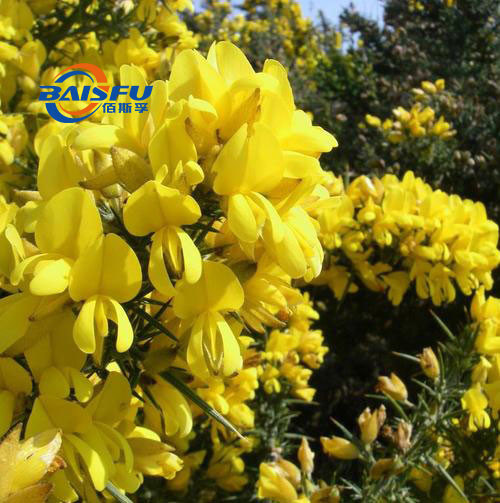 Baisfu Supply GMP Factory Spartium Junceum Botanical Extract 98% Cytisine CAS No.: 485-35-8 Cytisine/Sparteine/Baptitoxine use in medicine
