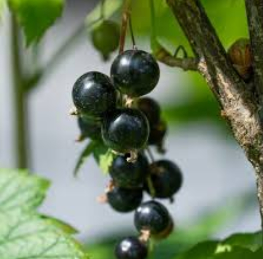 Professional Fragrance Concentrated Black Currant Fragrances Flavor Cosmetic Grade Flavour Black Currant Scent Flavoring Aroma